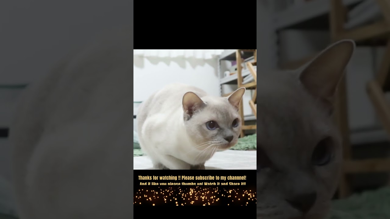 【猫動画】成猫になっても活発なトンキニーズ#shorts