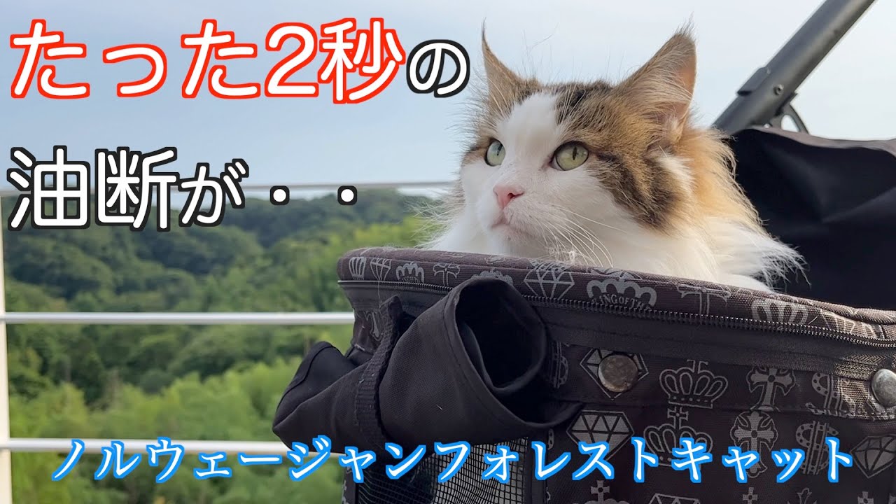 たった2秒の油断。ノルウェージャンフォレストキャット5匹との暮らし