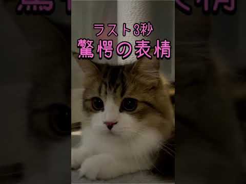 ラスト3秒に驚愕の表情をするサイベリアンの子猫#shorts