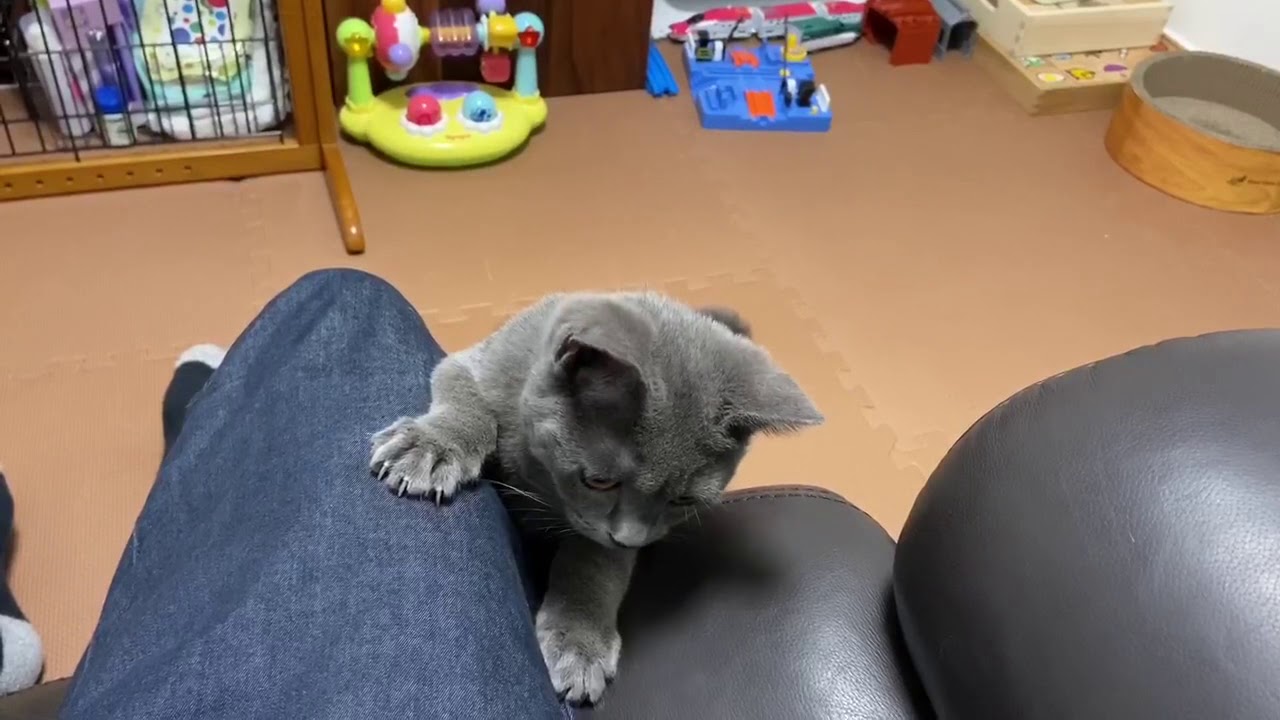 【猫】ブリティッシュショートヘア  （生後 4ヶ月）