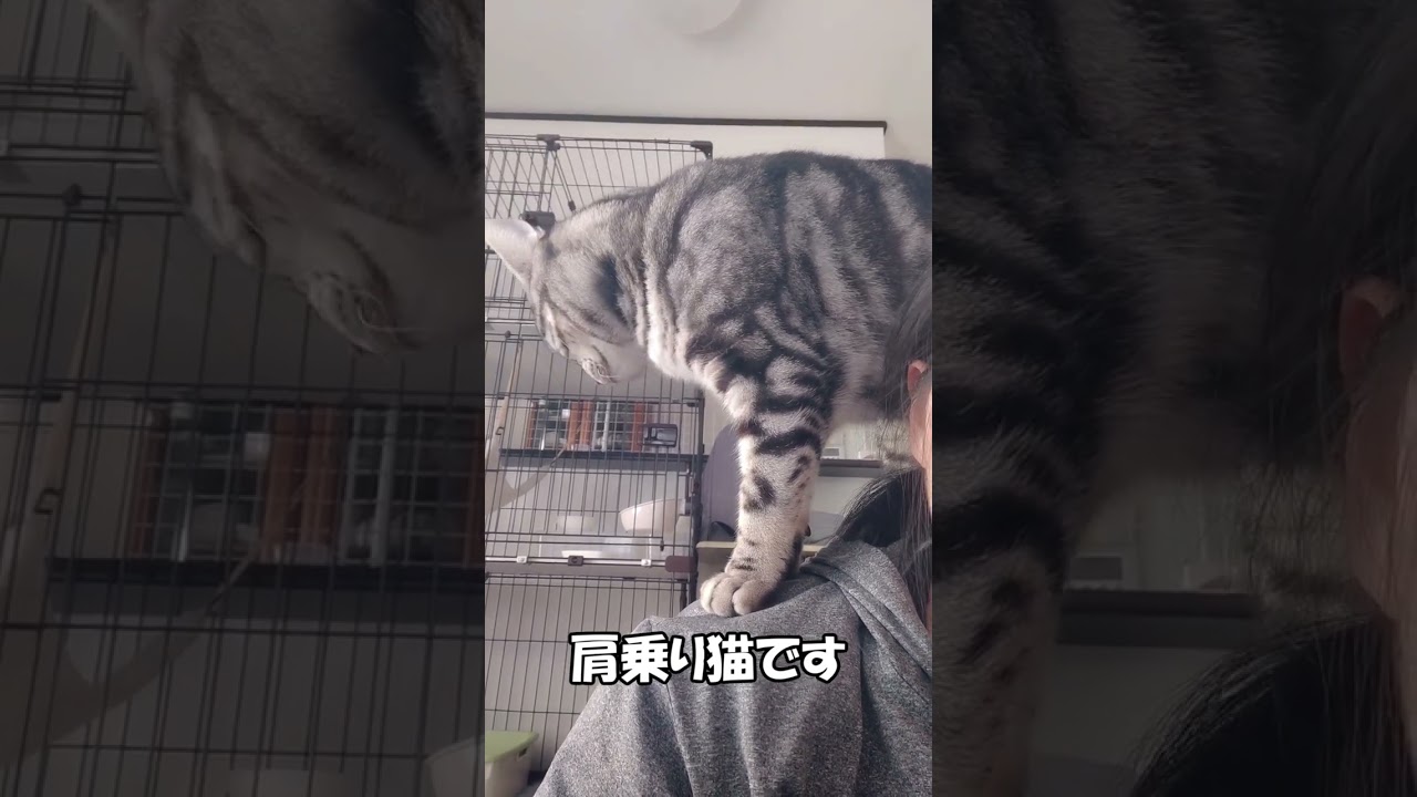 肩乗り猫　アメリカンショートヘア「さん」ねこずちゃんねるshorts133 #ねこ #猫 #cat #shorts
