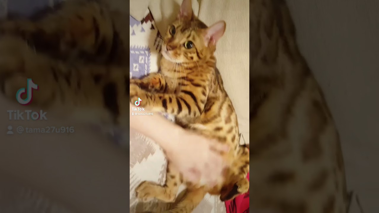 顔は良いけど性格に難ありのベルさん #shorts