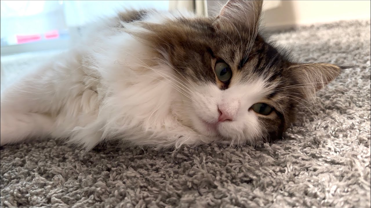 ノルウェージャンフォレストキャットという猫はこんなに可愛いんです