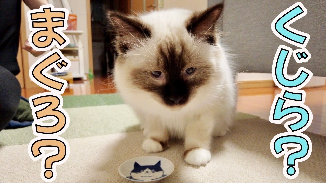 『悲報』猫の好みが判明してしまいました【バーマン】