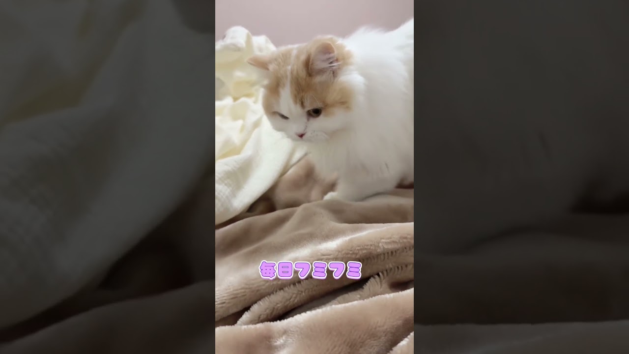フミフミしてくれる猫 #cat #猫 #kitten #kucing #マンチカン #ミヌエット