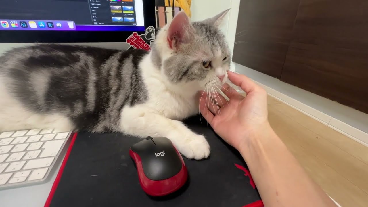 仕事を邪魔してくる猫氏（スコティッシュフォールド） #こころまんハウス