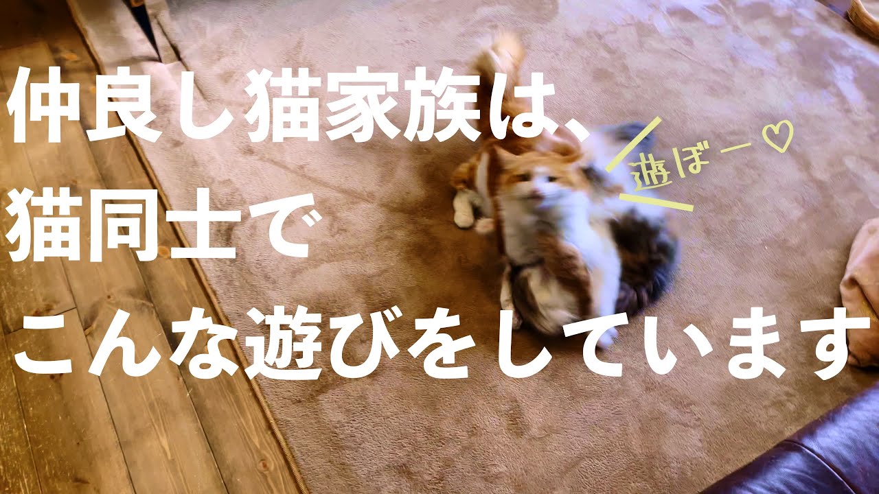 毎日大騒ぎして遊ぶノルウェージャンフォレストキャット家族