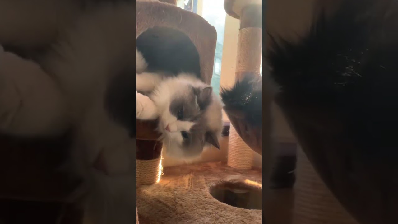 ぬいぐるみ猫 ラグドール 猫カフェ気分 多頭飼い もふもふ 猫かわいい動画 猫癒し動画 長毛猫 キャットタワーでゴロゴロ 可愛すぎる @minamin.ch.2022