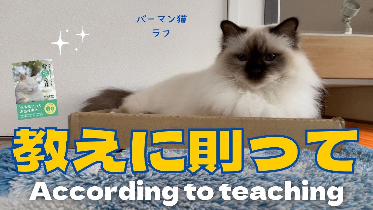 バーマン猫ラフ【教えに則って】According to teaching（バーマン猫）Birman/Cat