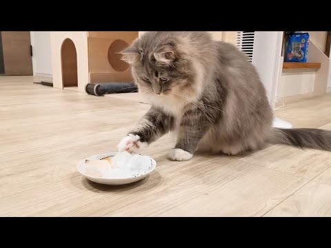氷を初めて見た時の猫の反応が...【サイベリアンのラフィ】#short