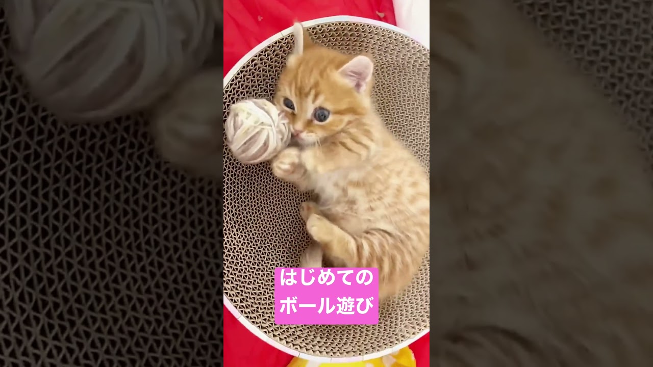赤ちゃん子猫にはじめて毛玉ボールを渡した結果... #shorts