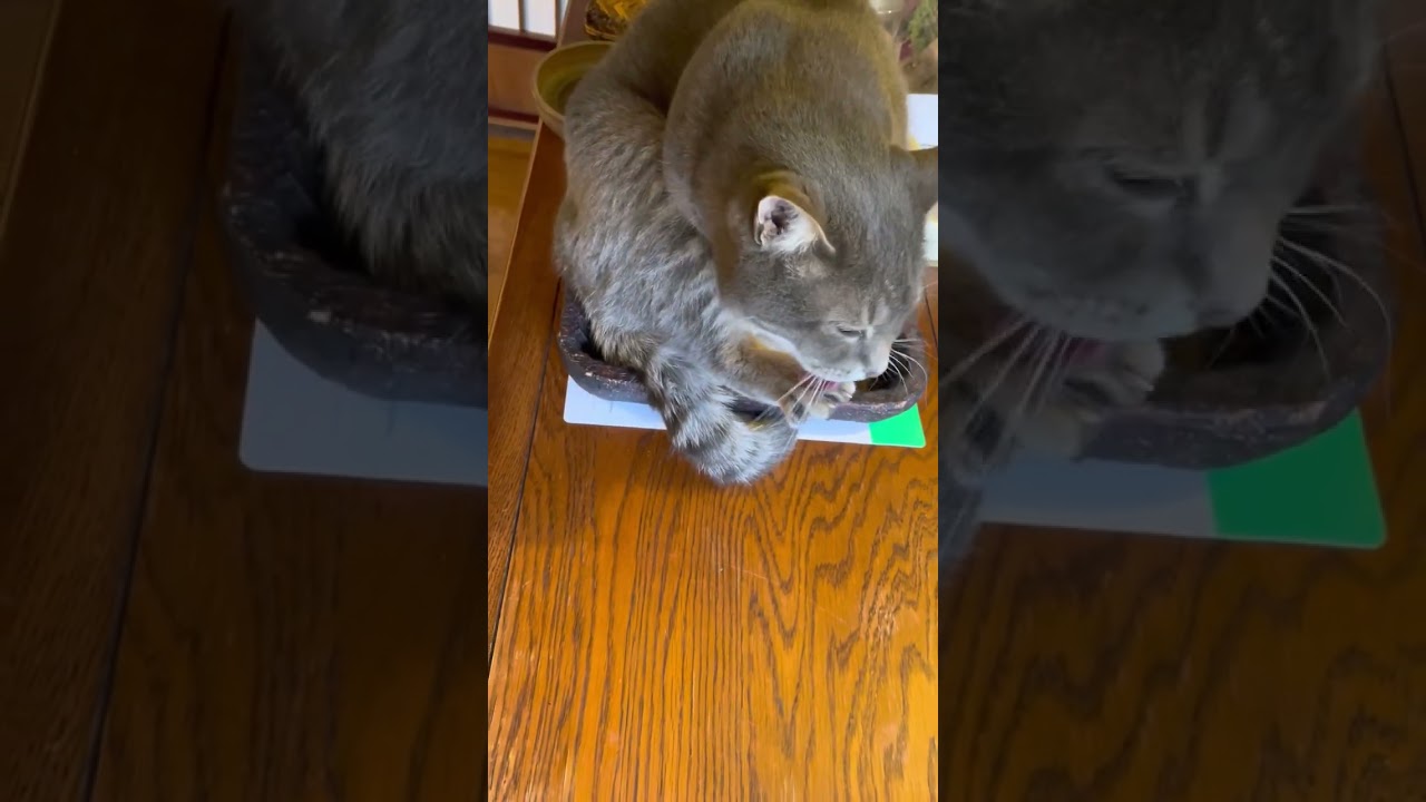 #風の猫　お気に入りの..　木の小さなトレーに乗って..　毛づくろいする猫…　#shorts