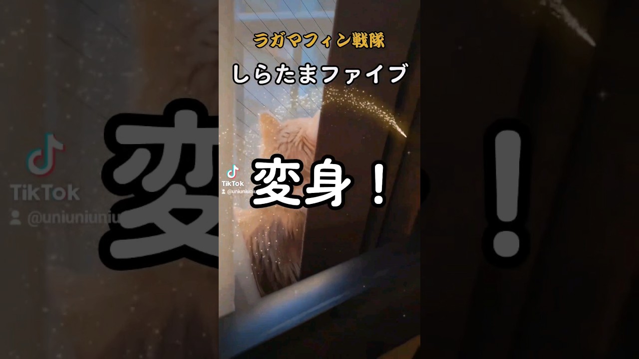 【子猫】子猫の全力しらたまファイブ#ラガマフィン #猫動画 #shorts #大雪気をつけて