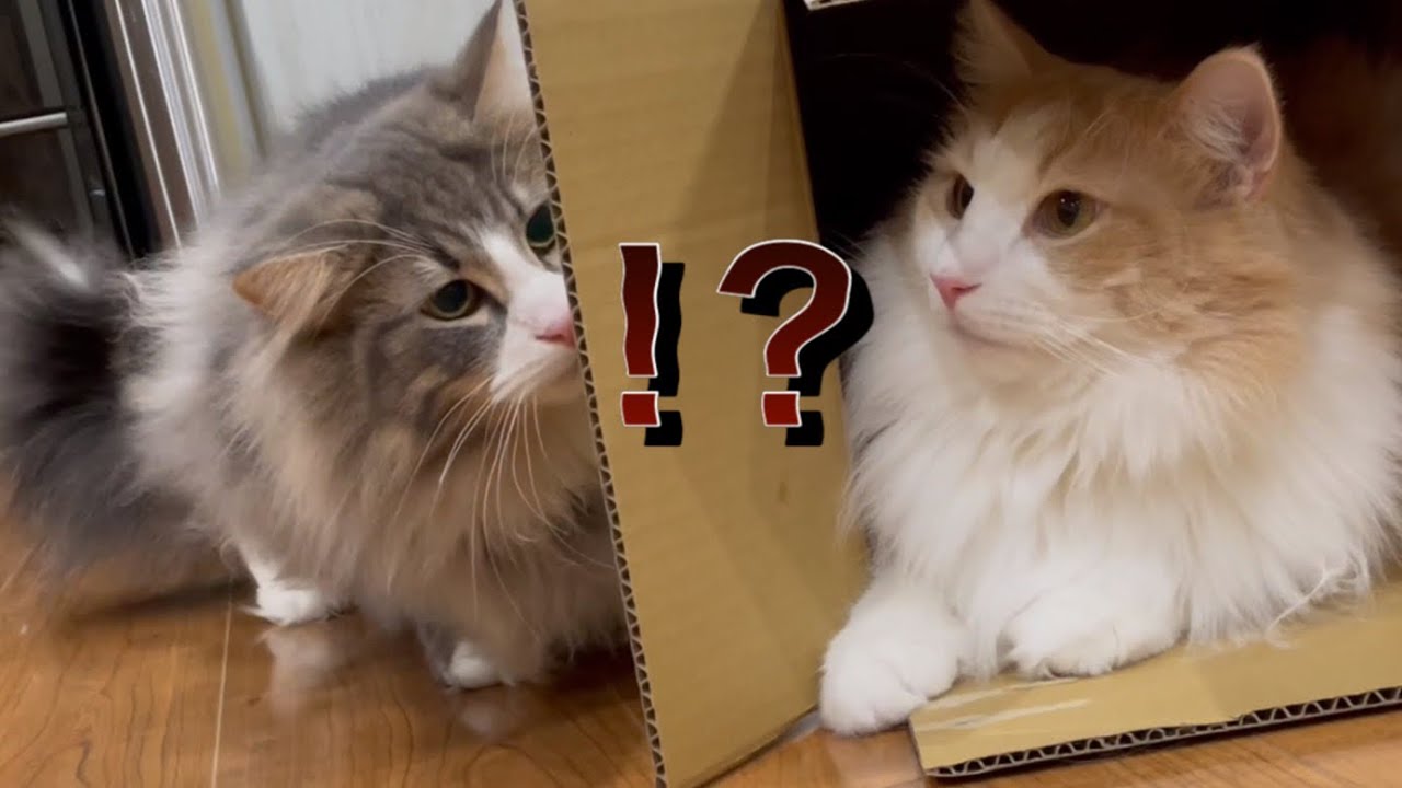 【箱大好き！】ダンボールで遊ぶノルウェージャンフォレストキャット❤︎