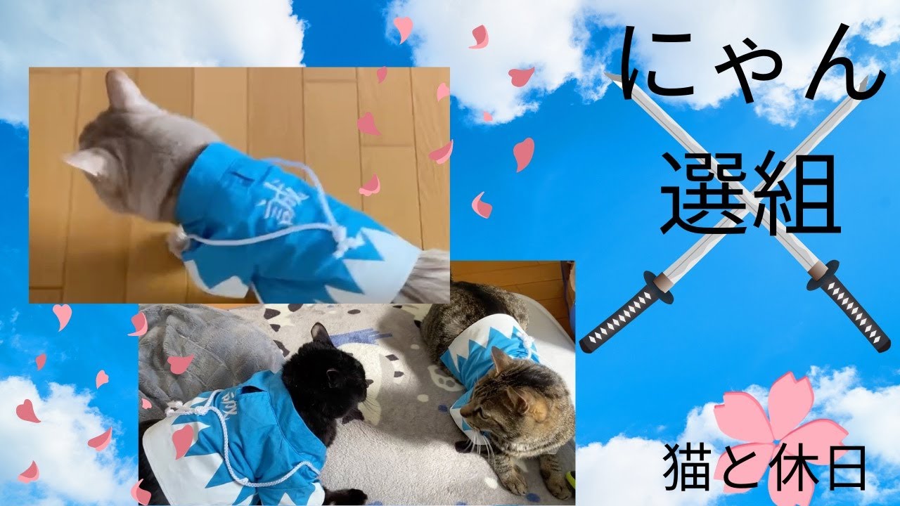 集結！にゃん選組！#猫#キジトラ#黒猫#ソマリ#新撰組