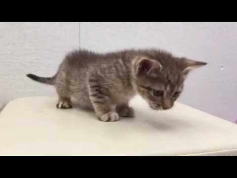 308526 ペットショップCoo＆RIKU オシキャット