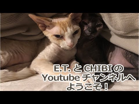 見てるだけで癒されるスフィンクス猫の食事【E.T.とCHIBI】