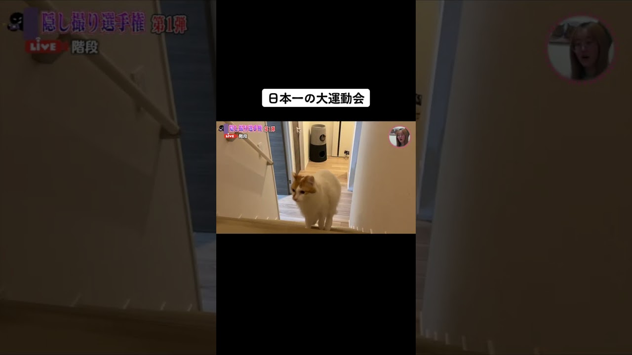 （自称）日本一の猫大運動会　#shorts