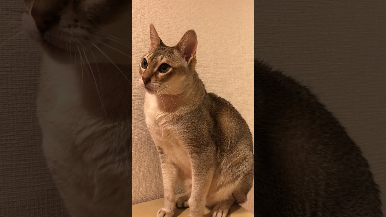 恐竜さんと遊ばないシンガプーラなのにゃ♪➁