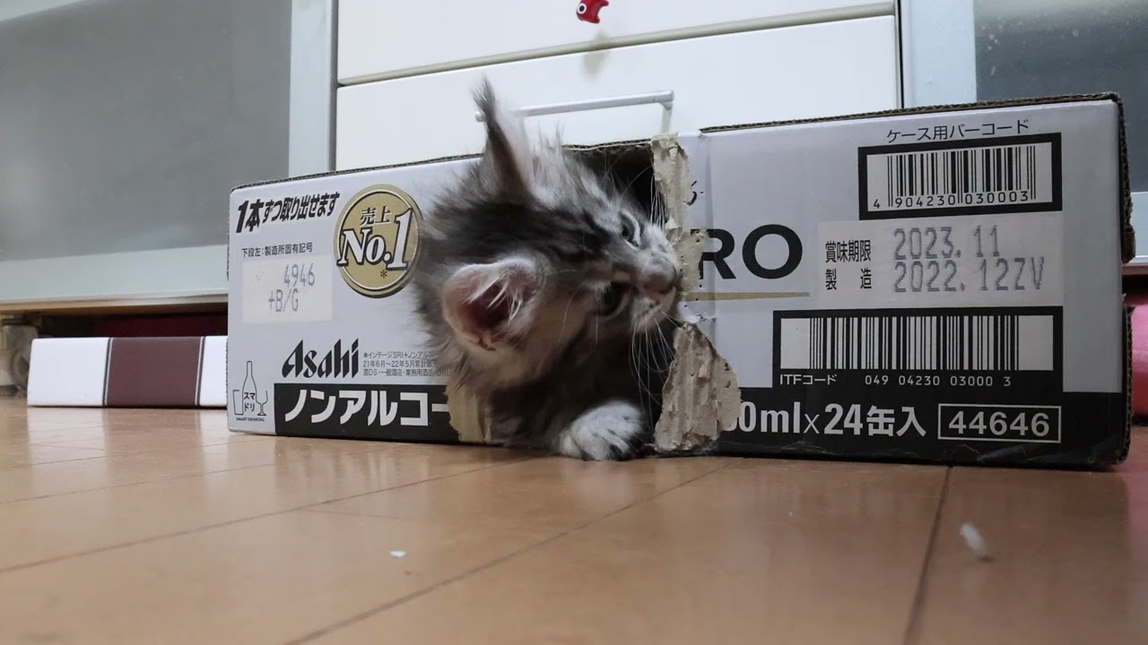 シルバーのメインクーン子猫天使のイブちゃん