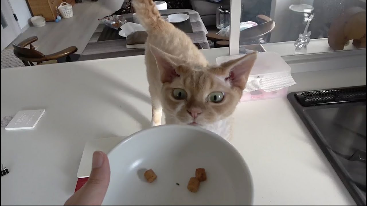 まだご飯の時間ではないので、催促してきたデボン猫にチュールビッツで我慢してもらいました