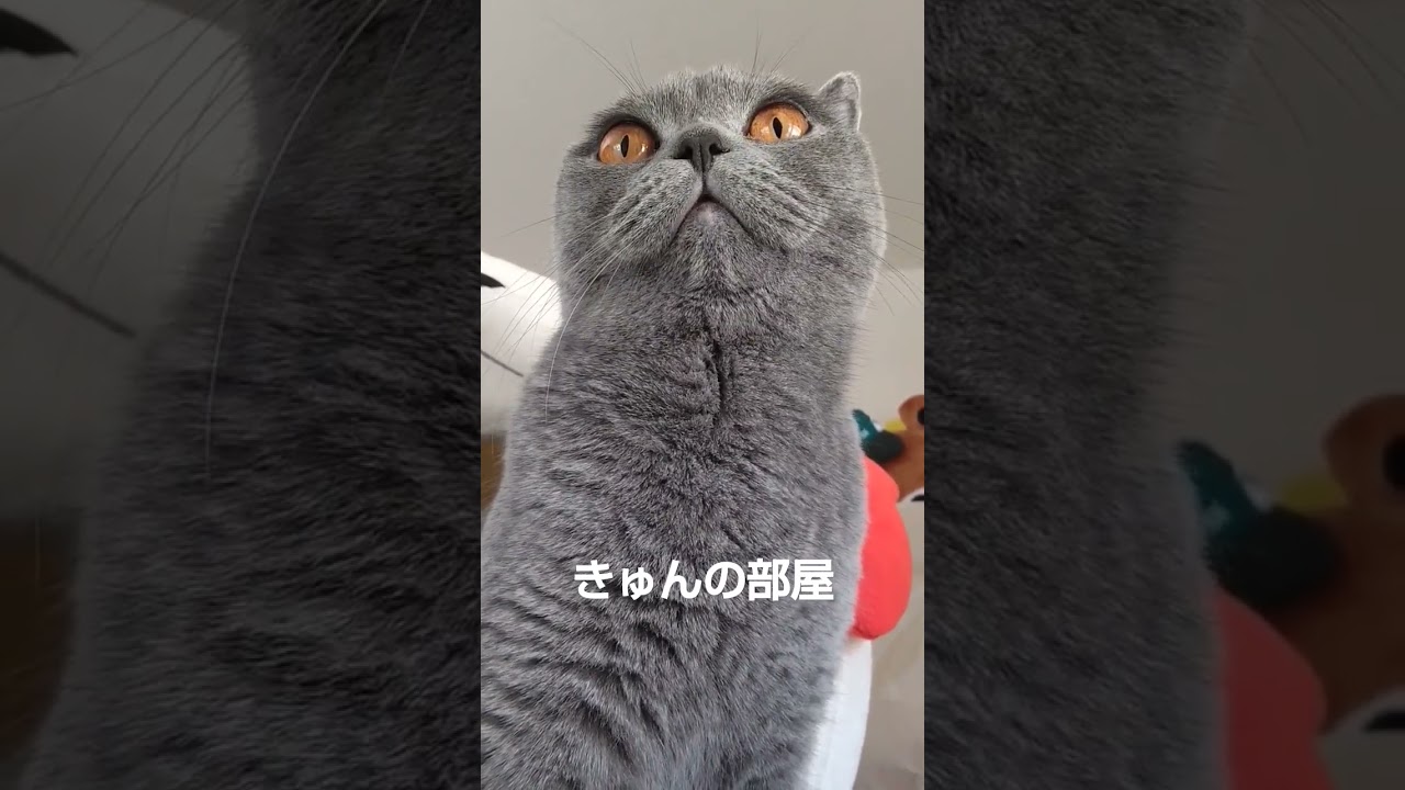 可愛い猫#shorts #ブリティッシュショートヘア #猫