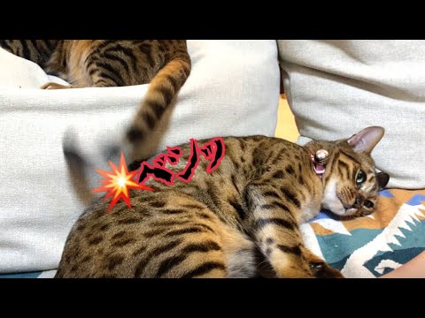 母猫が娘猫に早く猫部屋に帰れと尻尾でベシベシ催促してます