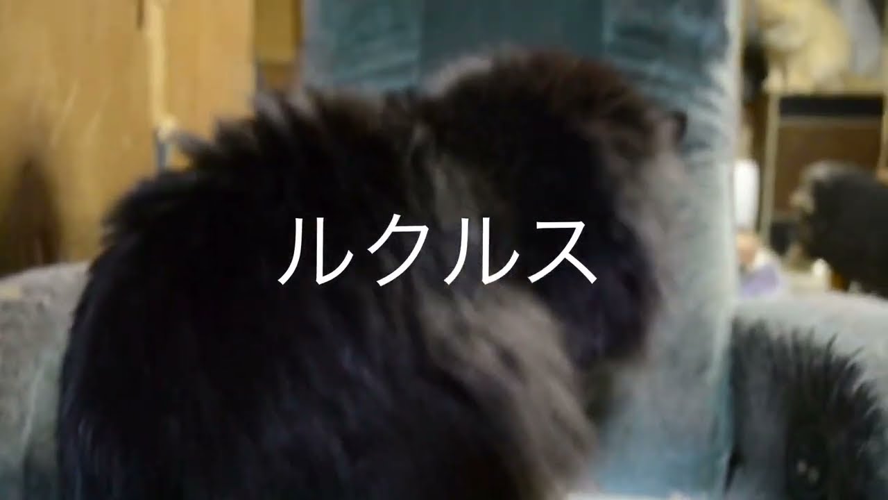 夕食後の猫たち
