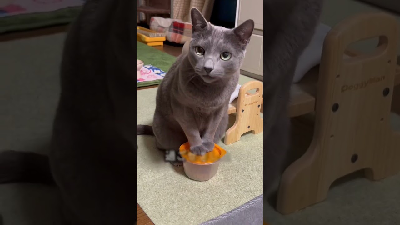 【ロシアンブルー】おねだりめろんとぬるま湯を飲むめろんです😊【猫】#shorts