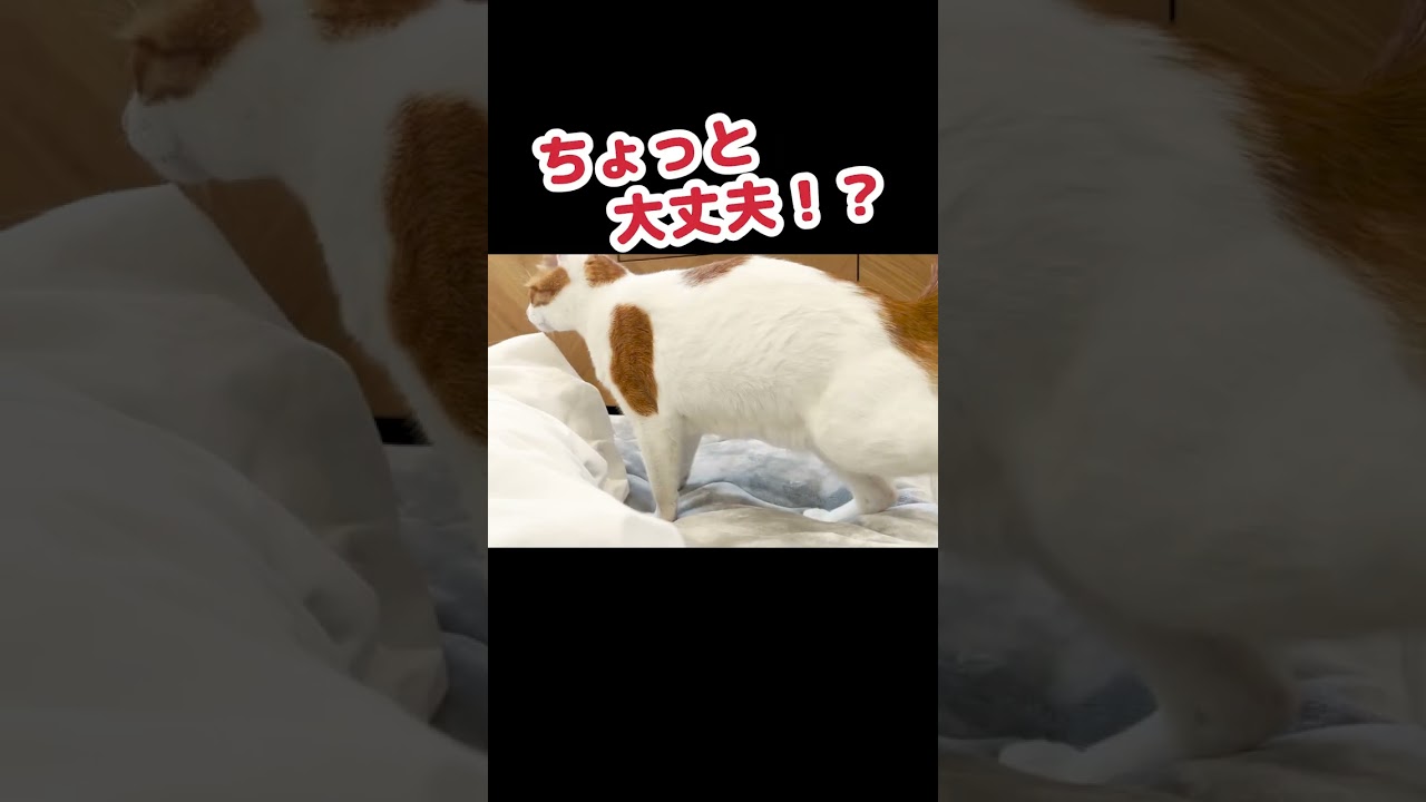 スベったけど何事もなかったようにする猫 #Shorts