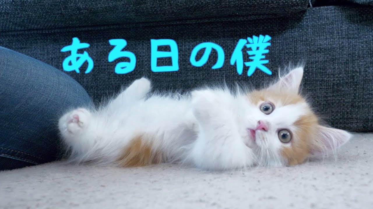 マンチカンの子猫の生活♪