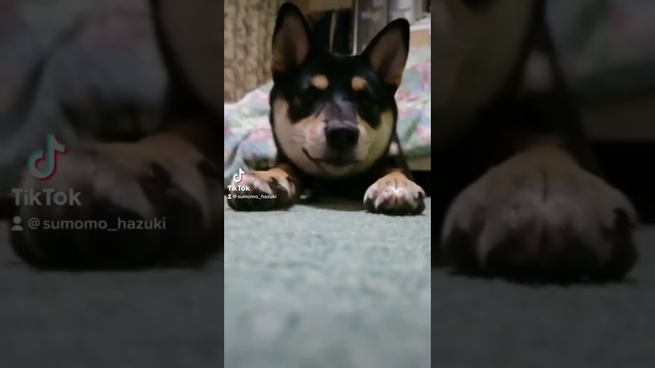 スフィンクス…？#shorts