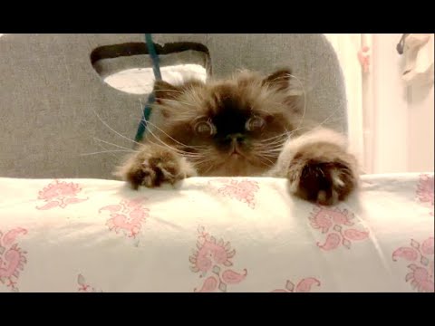 こっちみんにゃ。ヒマラヤン