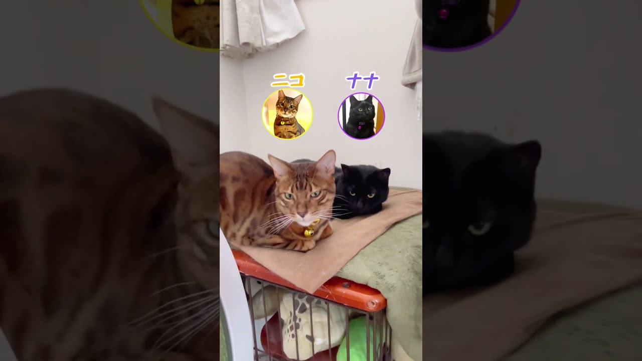 ムキムキ猫が全然走りませんっ！（猫レース）#shorts