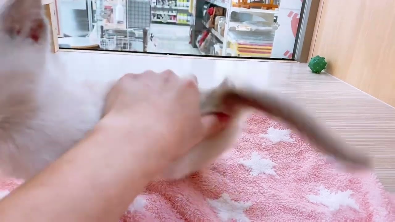 2/8甘えん坊さんなトンキニーズ♡