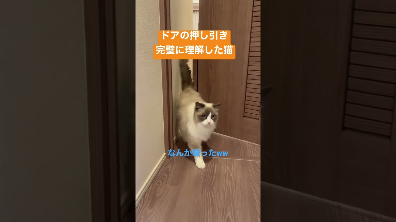 【ラグドール】猫がドアの押し引きを完璧に理解しました #猫 #cat #ragdoll #ネコ #ハチワレ #猫のいる暮らし #ラグドール #shorts
