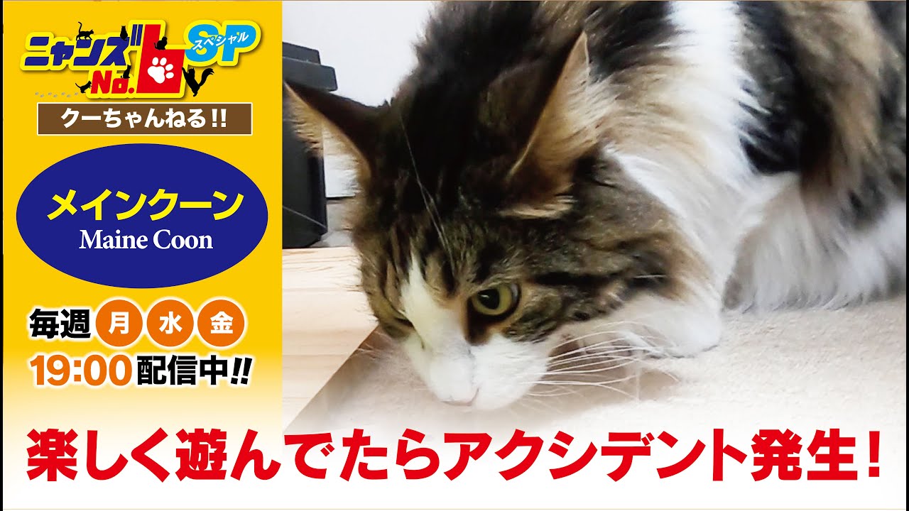 【メインクーン/Maine Coon】楽しく遊んでたらアクシデント発生！