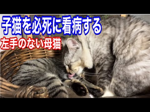 生後5ヶ月の子猫メイちゃんサツキちゃん避妊手術頑張ってくれました。弱った子猫を必死で看病する過保護な母猫シャム子　#cat  #kitten  #保護猫  #子猫  #野良猫