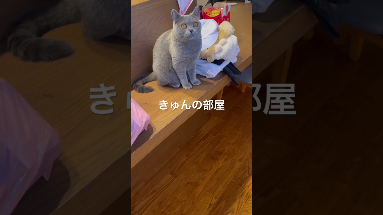 おすわり#ブリティッシュショートヘア #cat #ねこ