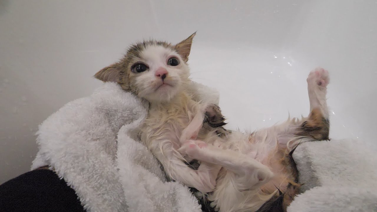 初めてのお風呂でもじっと耐える子猫の姿に涙があふれたので、その涙で子猫を洗いました