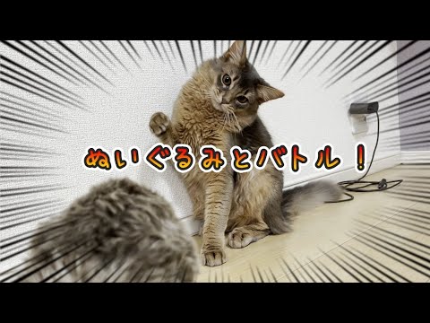 ソマリとマンチカンがぬいぐるみで遊ぶとこうなります♪