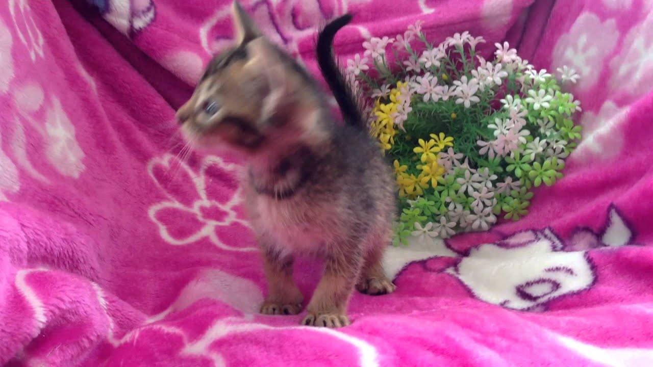 【ナナハチ's　ROOM】オシキャット☆タウニースポットの男の子2013年8月4日