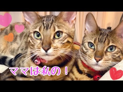 とにかくベルママ大好き！お嬢リンちゃん