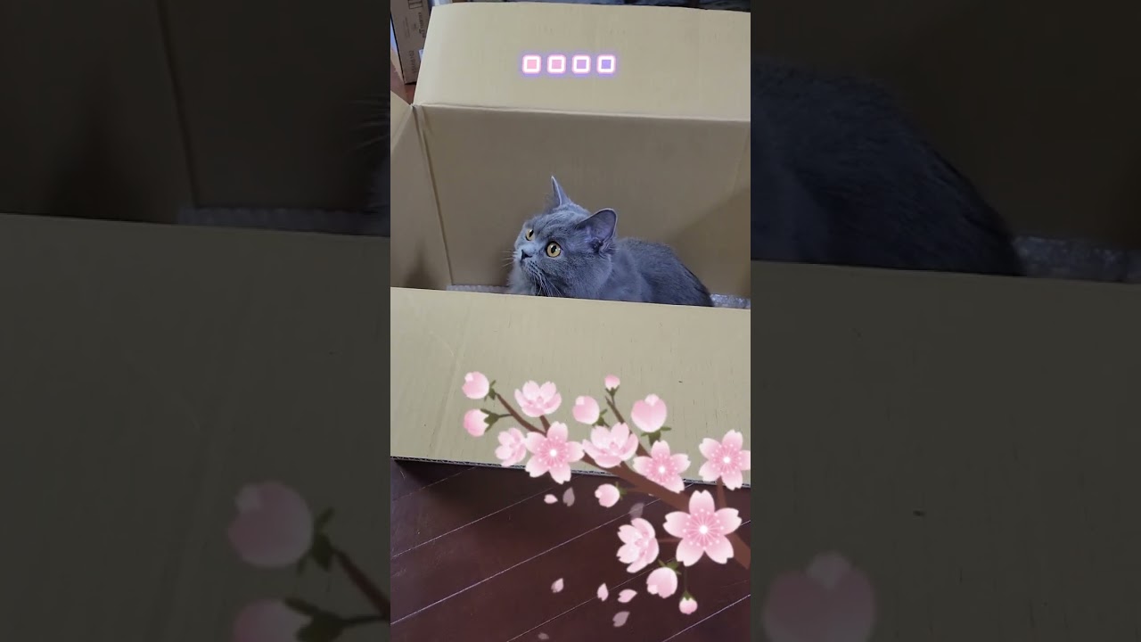 出てくれない猫【サイベリアン・キキのKIKICHANNEL】#shorts #サイベリアン #猫