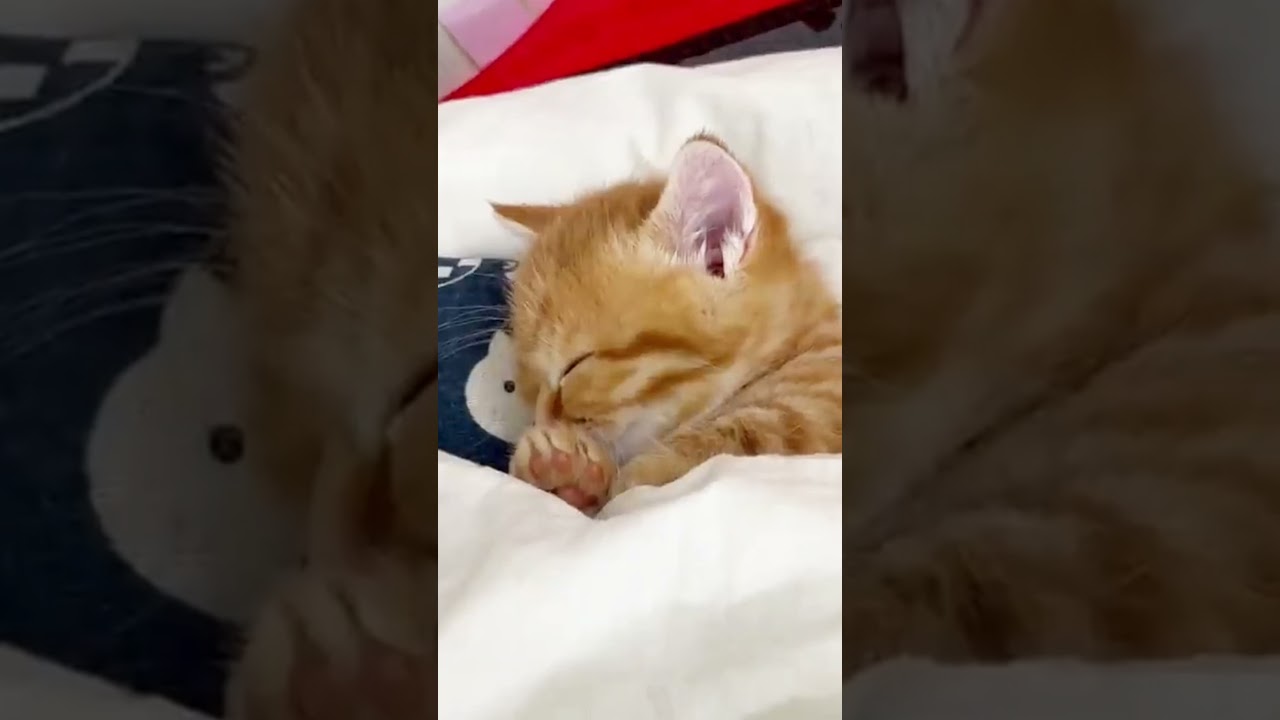 お布団に潜って仰向けで眠る子猫が可愛すぎる！ #shorts