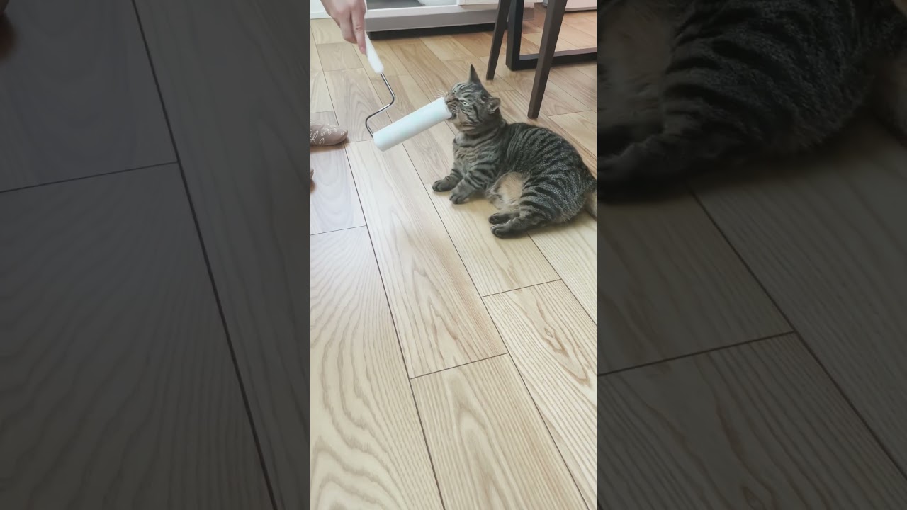 コロ助にコロコロ #猫 #マンチカン #shorts