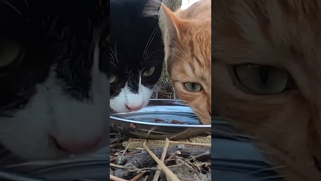 ハチワレと茶猫がガツガツ食べた。Hachiware and brown cat ate it greedily. Vol.514