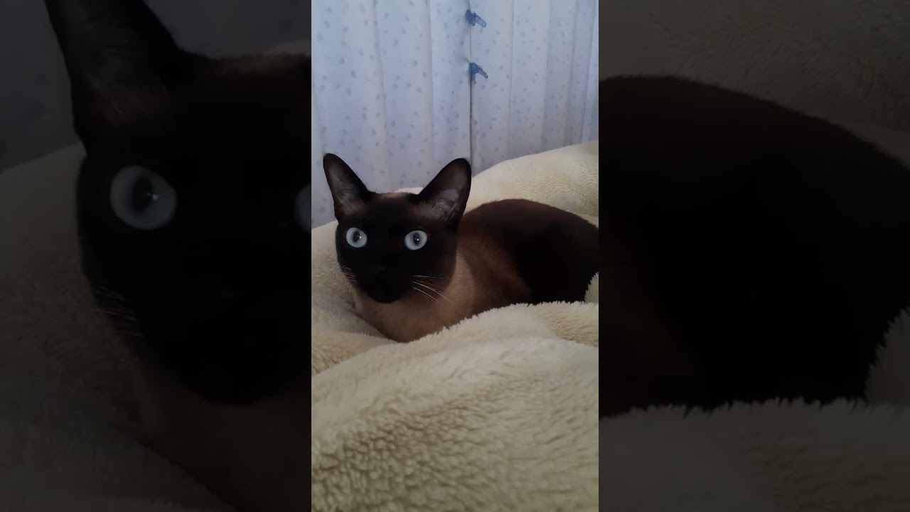 眠たげなシャム猫