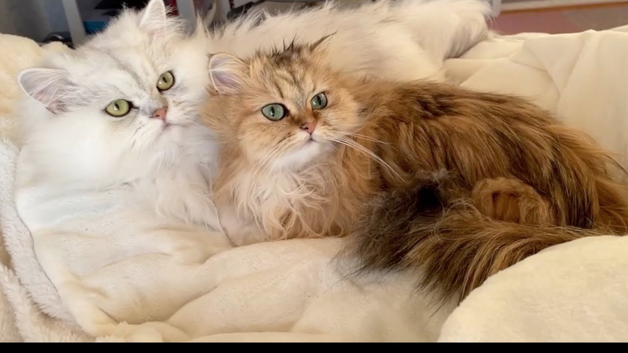 【ペルシャ猫】怒る猫悲しくなるも愛おしい！なんでこんなに可愛いんやろ？