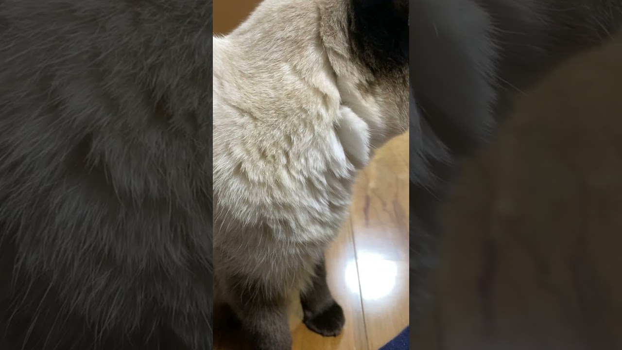 【2023.02.11】今日のシャム猫のふくさん（音無し）【たぬき猫】 #Shorts